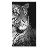 Douchecabine glazen hoekinstap TIGER 209